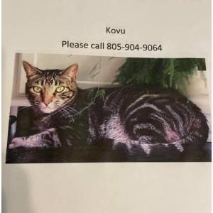 Lost Cat Kovu