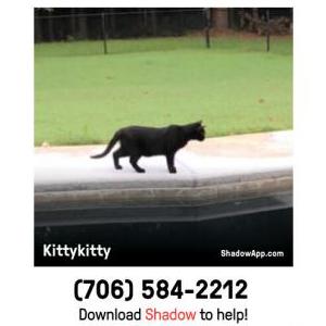 Lost Cat Kittykitty