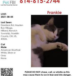 Lost Cat Frankie
