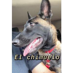 Lost Dog Chimuelo