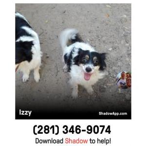 Lost Dog Izzy