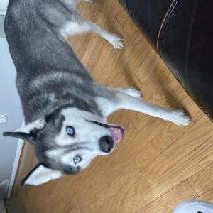 Found Dog Female husky grey