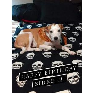 Lost Dog Sidrow (Sid)