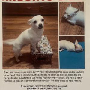 Lost Dog Papo