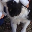 Lost 1 KYLE (TX)