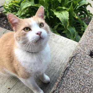 Lost Cat BARRY