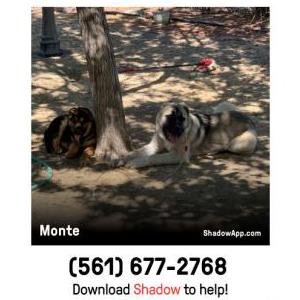 Lost Dog Lucky and Monte