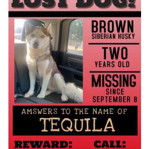 Lost Dog Tequila