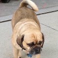 Lost 1 Bubba (MI)