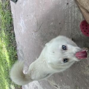 Found Dog White dog blue eyes