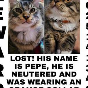 Lost Cat Pepe