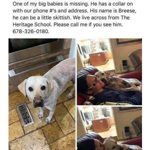 Lost Dog Breese