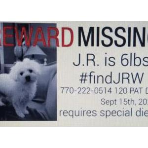 Lost Dog J.R.