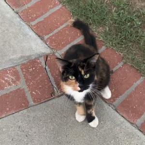 Lost Cat Mixie Hollow (Mixie)