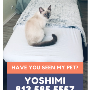 Lost Cat Yoshimi