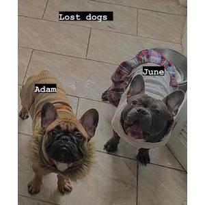 Lost Dog June and Adam