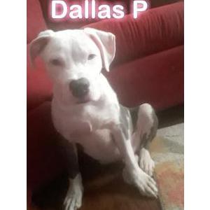 Lost Dog Dallas