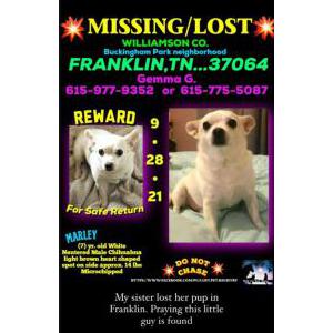 Lost Dog Marley Guzman