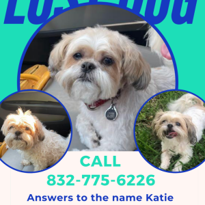 Lost Dog Katie