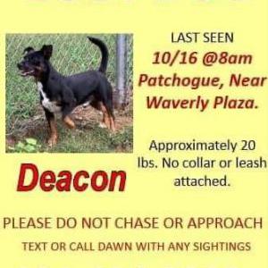 Lost Dog Deacon