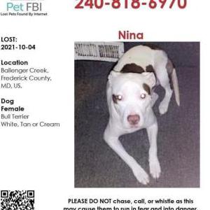 Lost Dog Nina