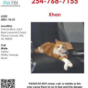 2nd Image of Khan, Lost Cat