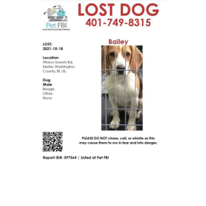 Lost Dog Bailey