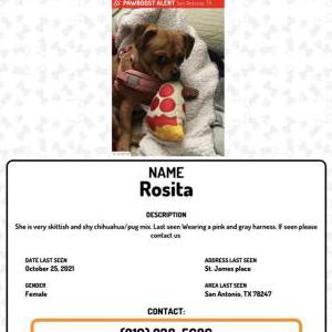 Lost Dog Rosita