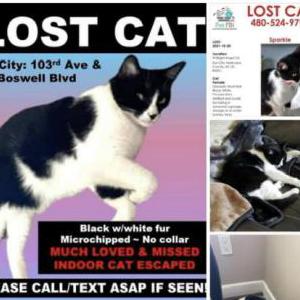 Lost Cat Spark