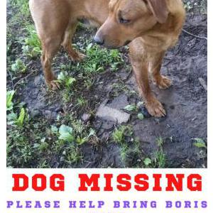 Lost Dog Boris