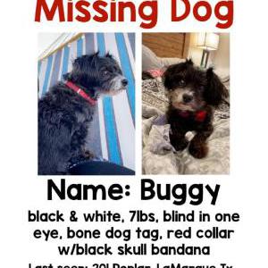 Lost Dog BUGGY