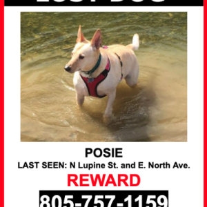 Lost Dog Posie