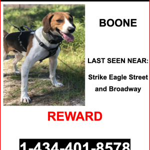 Lost Dog Boone