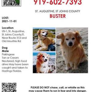 Lost Dog Buster