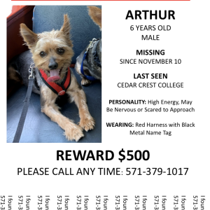 Lost Dog Arthur