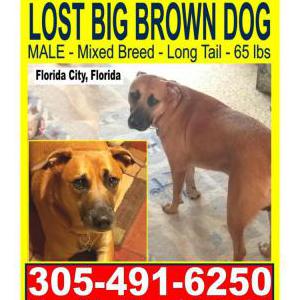 Lost Dog Buddy