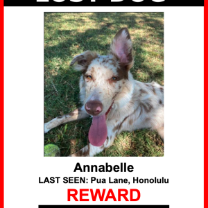 Lost Dog Annabelle