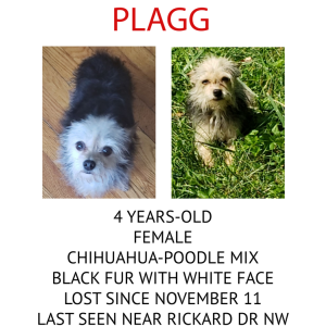 Lost Dog Plagg