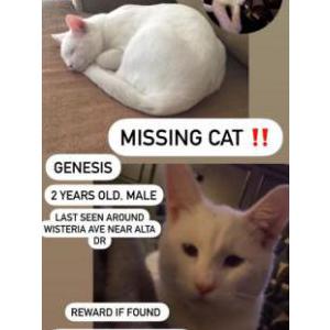 Lost Cat Genisis