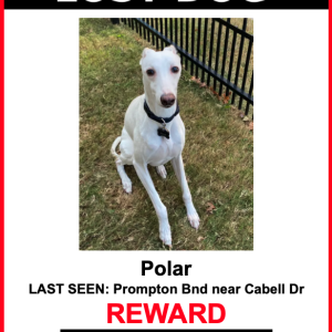 Lost Dog Polar