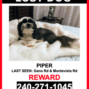 Lost Dog Piper