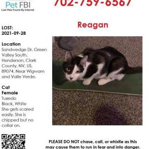 Lost Cat Reagan