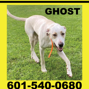 Lost Dog Ghost