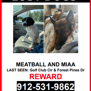Lost Dog Meatball & Miaa
