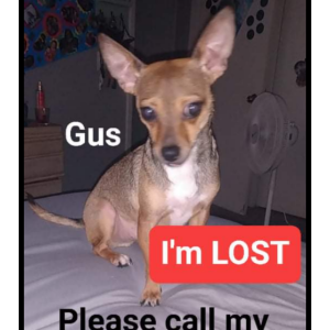 Lost Dog Gus
