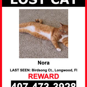 Lost Cat Nora