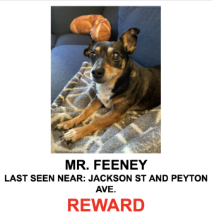 Lost Dog Mr Feeney