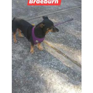 Lost Dog Braeburn