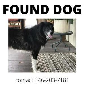Found Dog He wont tell me :)