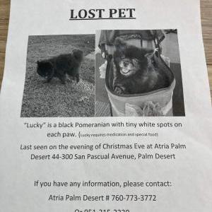 Lost Dog Lucky